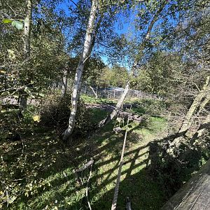 Ring-tailed and Red-fronted lemur enclosure from walkway 14.10.23