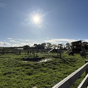 Domestic goat enclosure 14.10.23