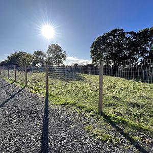 Fallow deer paddock 14.10.23