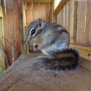 Siberian chipmunk 14.10.23