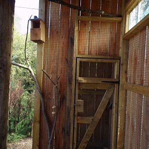 Siberian chipmunk sheltered area of enclosure 14.10.23