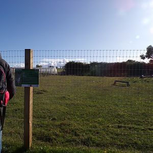 Fallow deer paddock 14.10.23