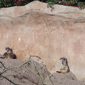 Meerkats against the wall 14.10.23