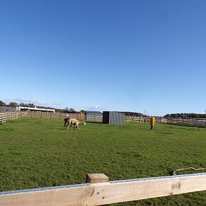 Alpaca paddock 14.10.23