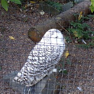 Snowy owl 14.10.23