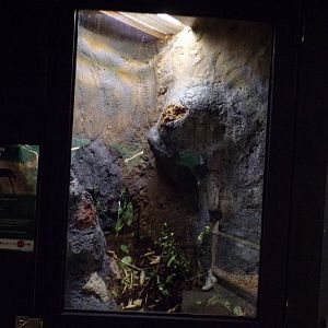 Black beauty stick insect terrarium 14.10.23