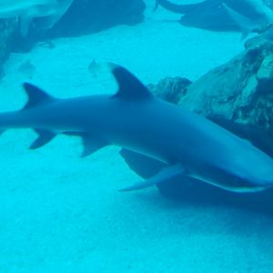 Whitetip Reef Shark