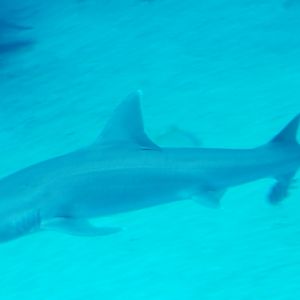Spotless Smooth-hound