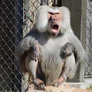 Hamadryas Baboon