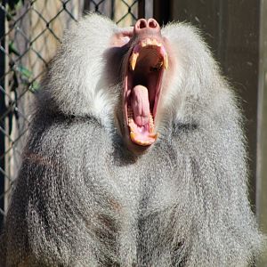 Hamadryas Baboon Yawn