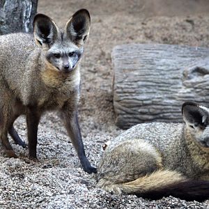 Bat-eared Foxes