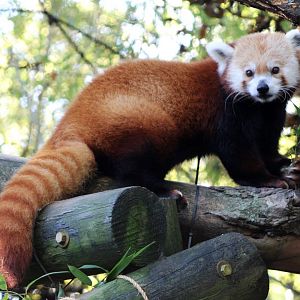 Red Panda