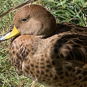 South Georgia Pintail (Anas georgica georgica)