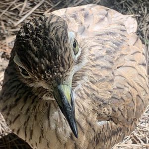 Senegal Thick-Knee (Burhinus senegalensis)