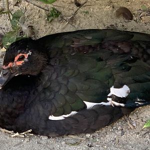 Muscovy Duck (Cairina moschata)