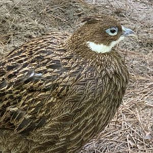 Himalayan Monal (Lophophorus impejanus)