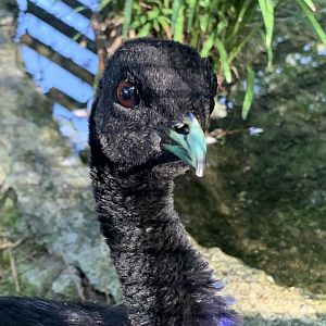 Gray-Winged Trumpeter (Psophia crepitans)