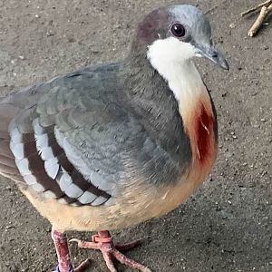 Luzon Bleeding-Heart Dove (Gallicolumba luzonica)