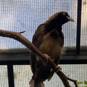 Raggiana Bird-Of-Paradise (Paradisaea raggiana)