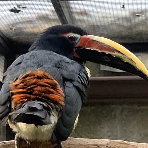 Green Aracari (Pteroglossus viridis)