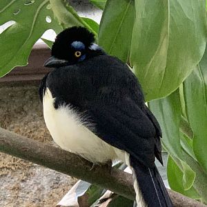 Plush-Crested Jay (Cyanocorax chrysops)