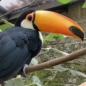 Toco Toucan (Ramphastos toco)