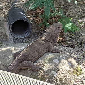 Wildbase Recovery - Tuatara