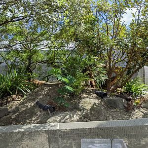 Wildbase Recovery - Tuatara enclosure