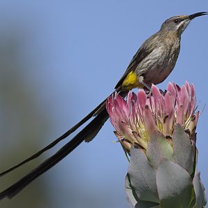 Cape sugarbird on a Protea