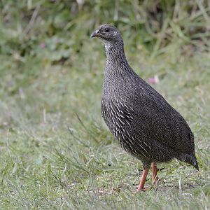 Cape spurfowl