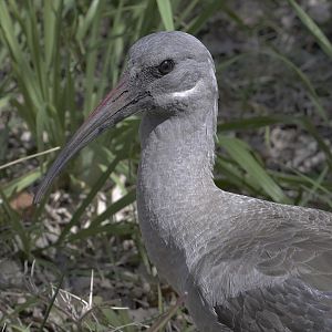 Hadeda ibis
