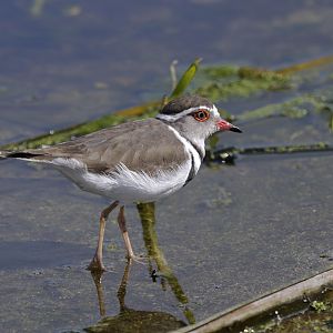 Three-banded plover