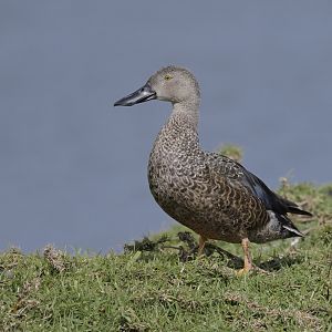 Cape shoveler