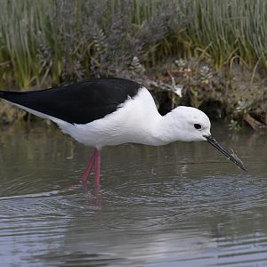 Black-winged stilt