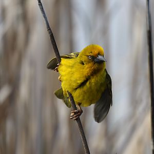 Cape weaver