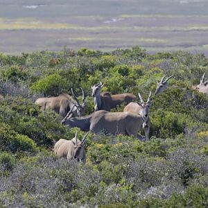 Eland herd