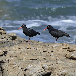 African oystercatchers