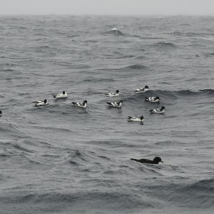 Cape petrels, with a white-chinned petrel