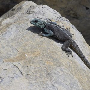 Southern rock agama