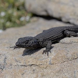 Black girdled lizard