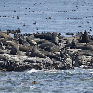 Cape fur seals