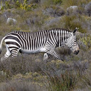 Cape mountain zebra