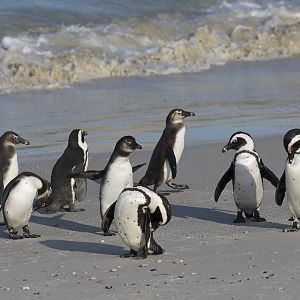 African penguins