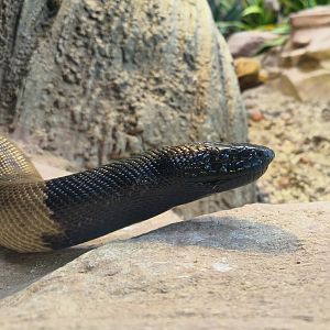 Black-Headed Python (Aspidites melanocephalus)