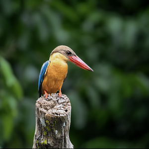Wild Stork Billed Kingfisher ~ Pelican Pond