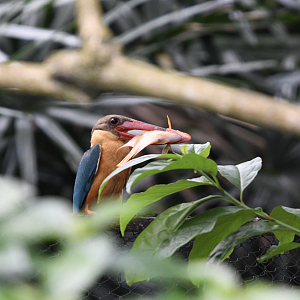 Wild Stork Billed Kingfisher with a catch ~ Pelican Pond