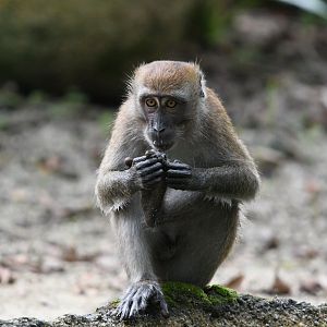 Wild Crab Eating Macaque ~ Heart of Africa