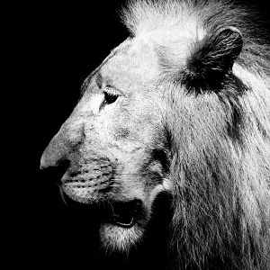 African Lion "Simba" ~ Wild Africa