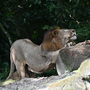 African Lion "Simba" ~ Wild Africa