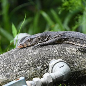 Wild Asian Water Monitor ~ Wild Africa